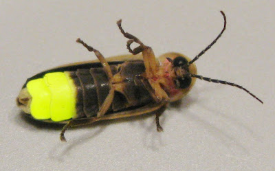 flashing lampyrid beetle