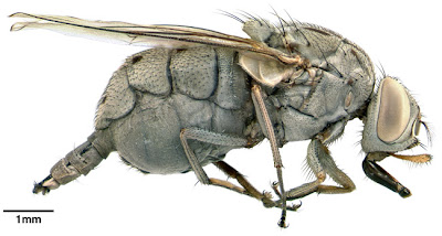 muscid fly habitus