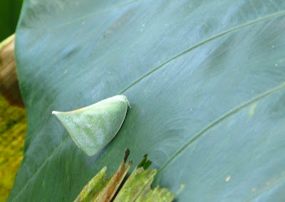 large plant hopper on leaf