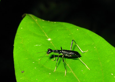 beetle on leaf