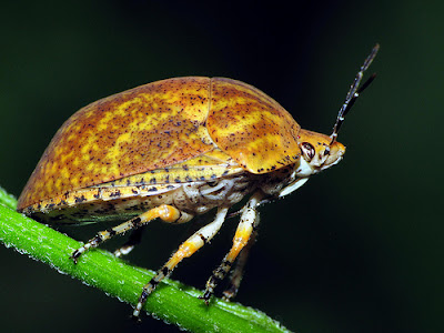 cute shield-backed bug