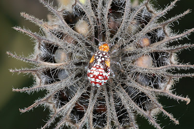rhopalid bug sitting on a seed head