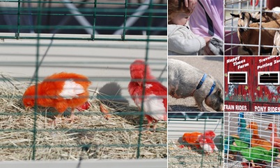 View Animals