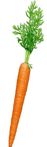 [carrot4.jpg]