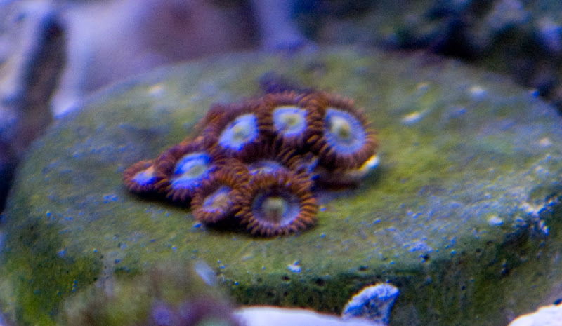 Fire n ice - What are you bringing to the MMMC swap on 1/31?