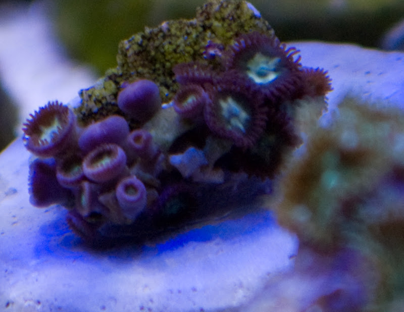 Green Stars - What are you bringing to the MMMC swap on 1/31?