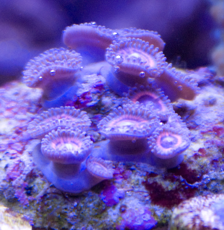 Coral for sale
