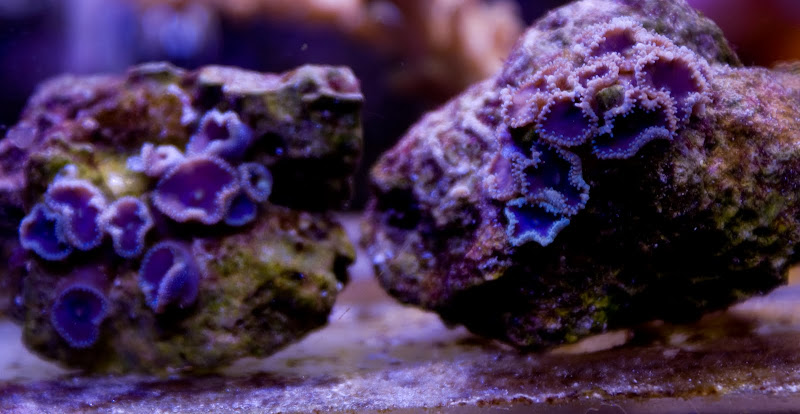 DSC04678 - What are you bringing to the 2011 Lansing Swap (Sunday 1/30)?