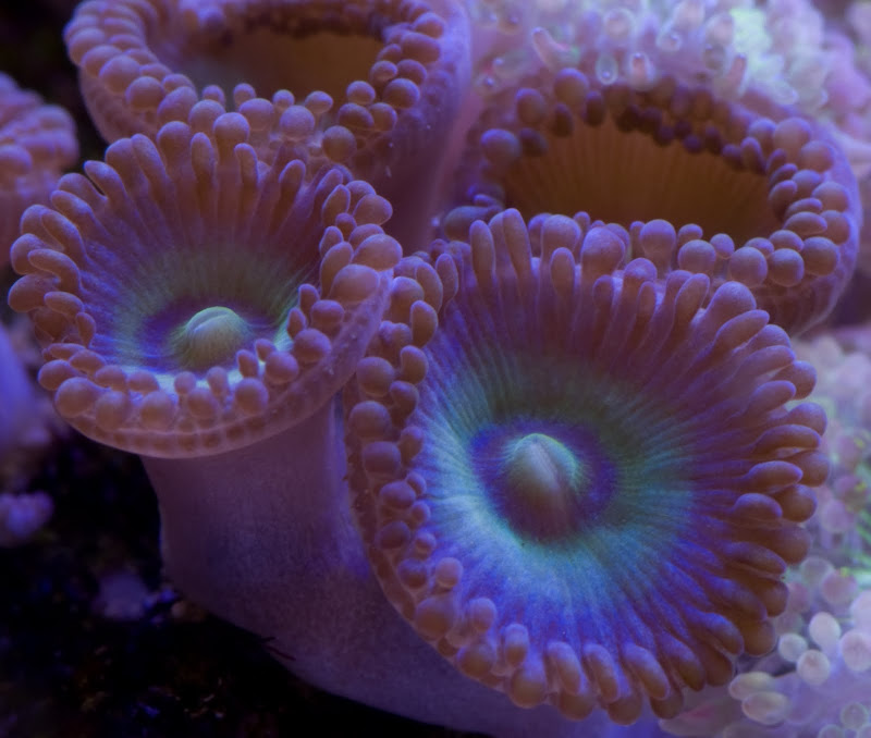 DSC04859 - What are you bringing to the 2011 Lansing Swap (Sunday 1/30)?