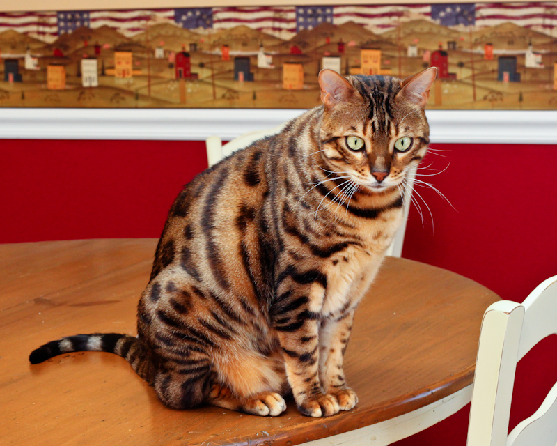 IMAGE: http://lh5.ggpht.com/_Myk0AVCZs24/S0oQkpdAX7I/AAAAAAAAN9I/hcP131_Fo-4/s800/IMG_1488_800.jpg