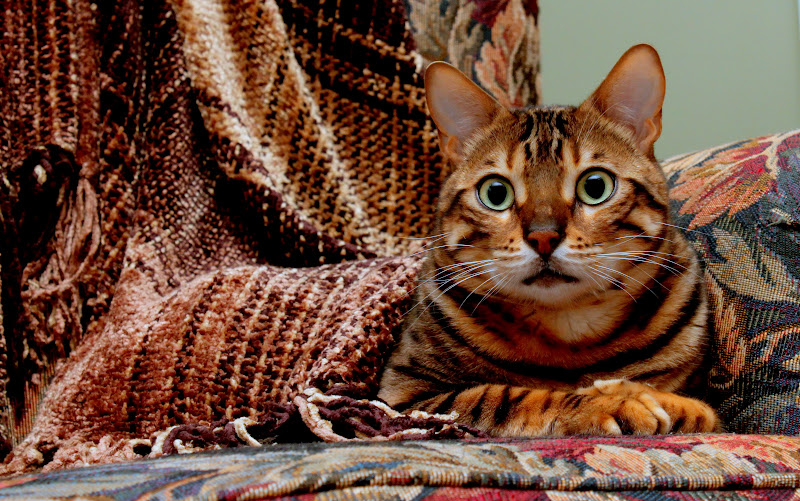 IMAGE: http://lh5.ggpht.com/_Myk0AVCZs24/SwCIqfBLtrI/AAAAAAAAK_Y/7V6ZxjCBC4U/s800/IMG_2680.JPG