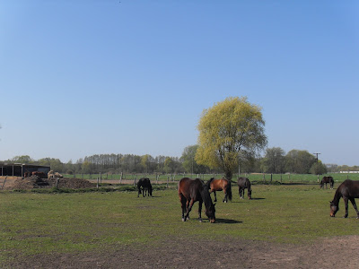 Schöne Grüße von meinem Lieblings-Pferdehof! Eindrücke aus dem Monat Mai Schöne Grüße von meinem Lieblings-Pferdehof! Eindrücke aus dem Monat Mai