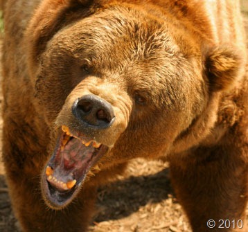 [bear-attack-4[3].jpg]