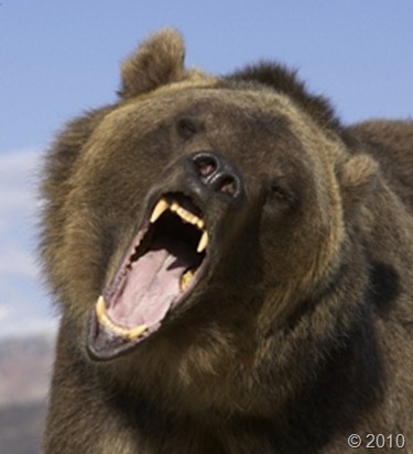 bear-attack