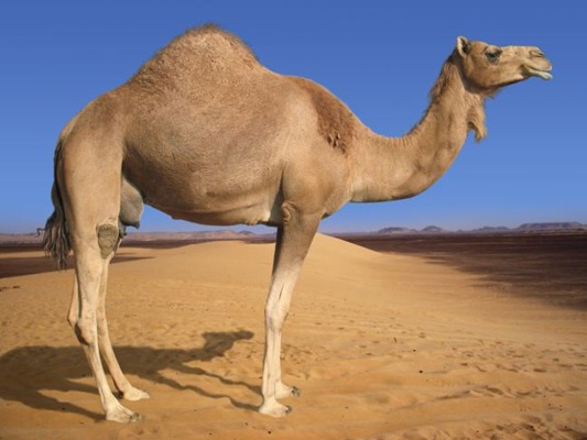 [Camel2.jpg]