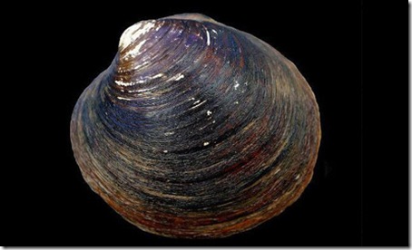 7 Animals With the Longest Life Spans - oceanquahog 7 Animals With the Longest Life Spans - oceanquahog