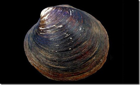 7 Animals With the Longest  Life Spans - oceanquahog