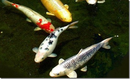 7 Animals With the Longest Life Spans - Koi 7 Animals With the Longest Life Spans - Koi