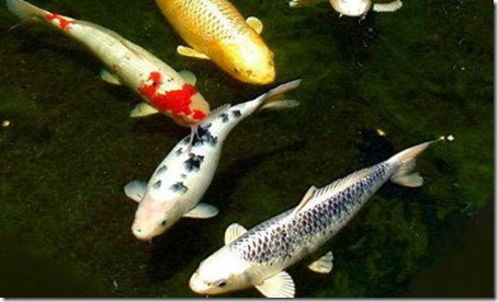 common carp tattoos. of the common carp.