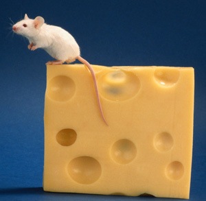 mouse and cheese