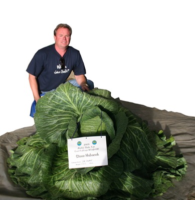 [127-pound cabbage grown by Steve Hubacek_resize[5].jpg]