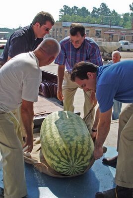 [268.8-pound watermelon grown by Lloyd Bright[5].jpg]