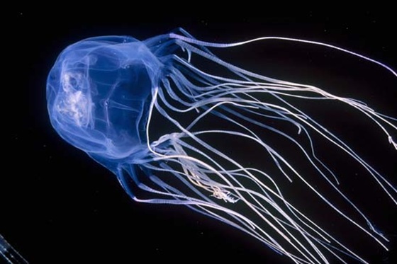 01-most-poisonous-animals-in-the-world-king-box-jellyfish2