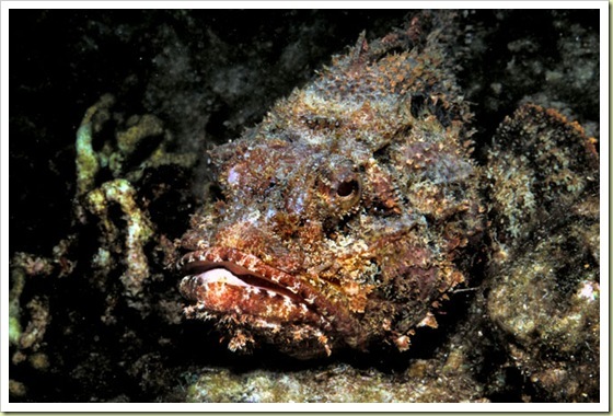 06-most-poisonous-animals-in-the-world-stonefish 06-most-poisonous-animals-in-the-world-stonefish