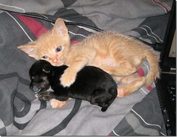 kitten-and-puppy