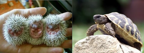 tortoise tortoise