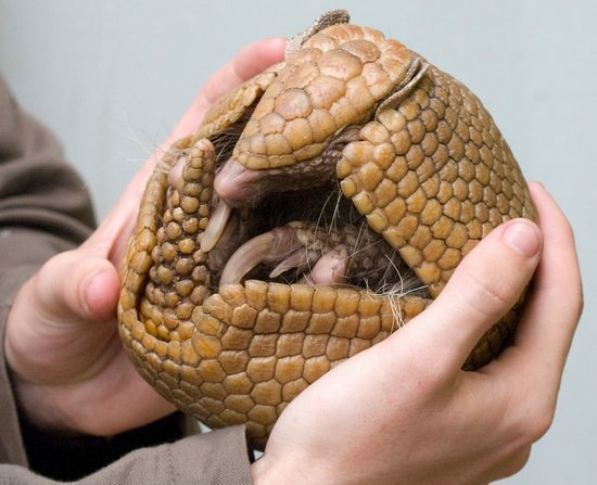 550armadillo 550armadillo