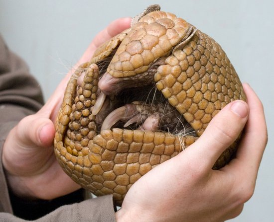 550armadillo