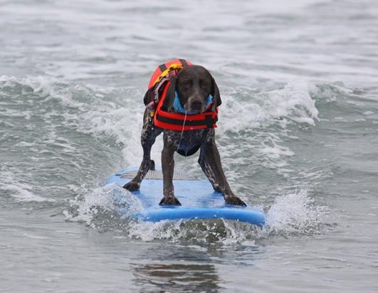 Dogs Surfing at California Beach 09