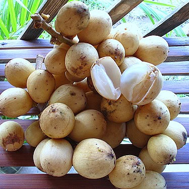 [lanzones[3].jpg]