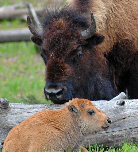 [bisoncalfandmother[4].jpg]