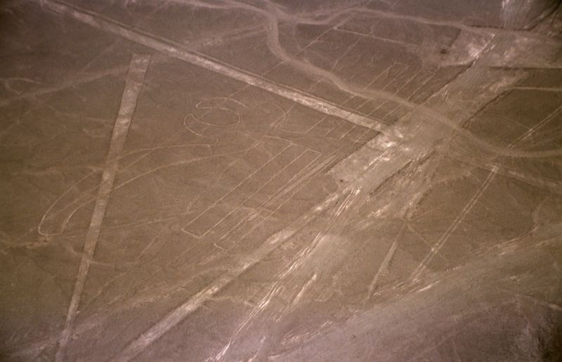 [Nazca_pelican[3].jpg]