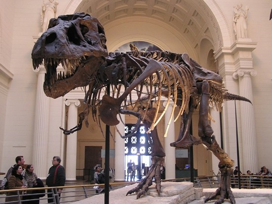 Field-Museum-1