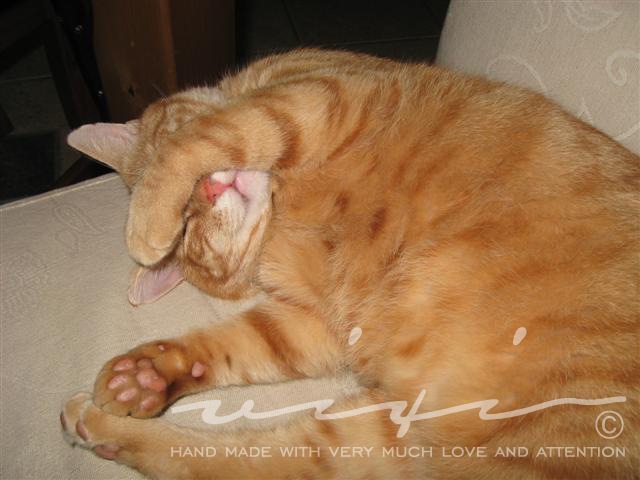 [IMG_3327 (Small)[2].jpg]