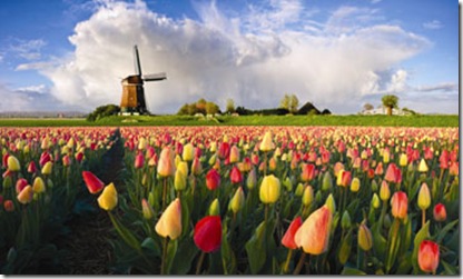 #1307816 Tulips and a windmill in The Netherlands