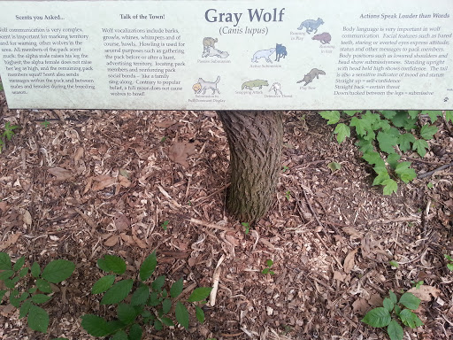 Wolves At Wildlife Prairie State Park