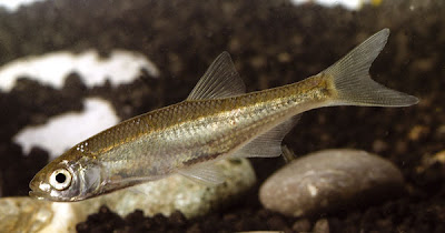 Alborella