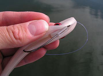 Jerkbait innestato Jerkbait innestato
