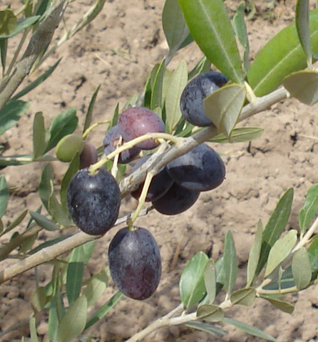 [olives[3].jpg]