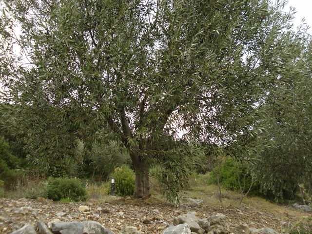[olive tree 2_1_1[5].jpg]