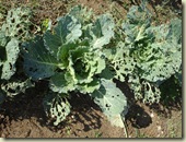 cabbages eaten by caterpillars_1_1_1