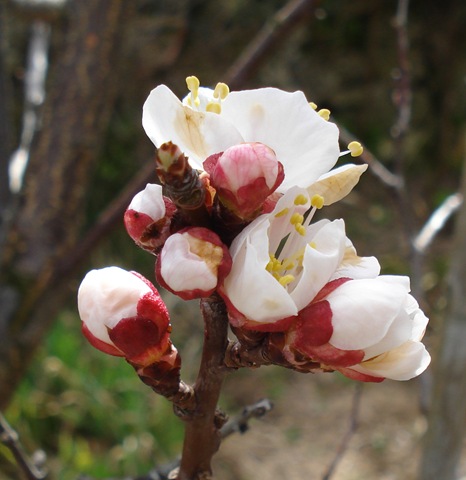 [apricot blossom 4_1[4].jpg]