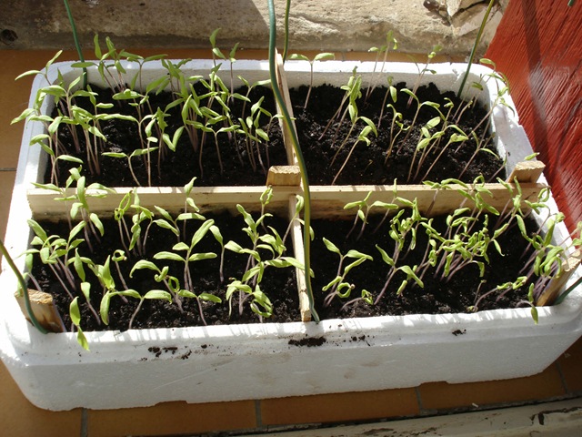 [tomato seedlings 11-3_1_1_1[2].jpg]