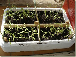 tomato seedlings 11-3_1_1_1