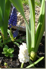 grape hyacinth2_1_1_1