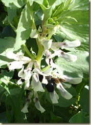 broad bean flowers   beetle_1_1
